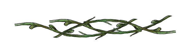 Vetor liana ornamental de videira ramos entrelaçados elemento de design ramos de aquarela tricotados juntos