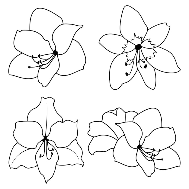 Lilly amaryllis hippeastrum seleção de flores florescendo de desenho vetorial de contorno preto e branco