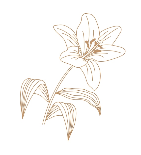 Vetor lily flor ilustração contorno art.