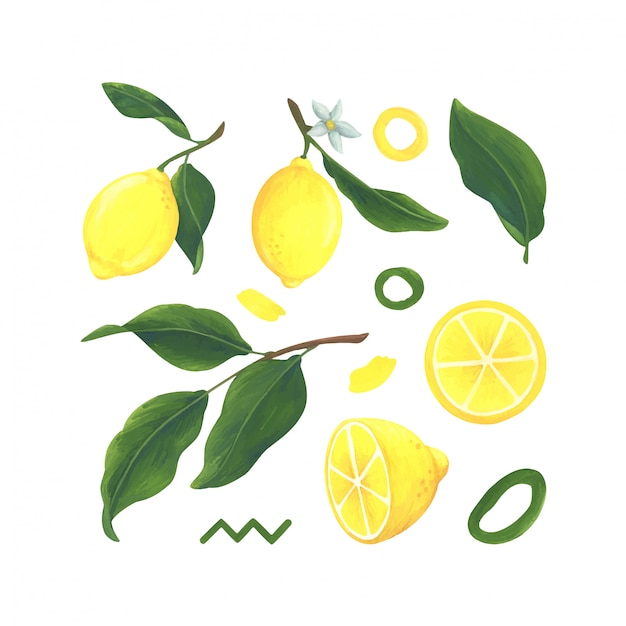 Limão, fatia, folhagem, elementos abstratos. Coleção de ilustrações com frutas cítricas.