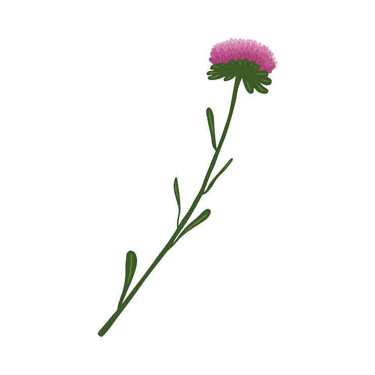 Vetor linda flor desenhada à mão isolada em um fundo branco