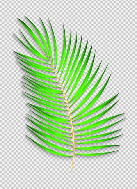 Linda folha de palmeira naturalista em fundo transparente. Ilustração vetorial. EPS10
