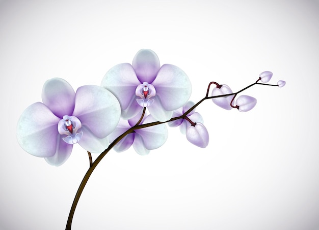 Vetor lindas flores de orquídeas brancas e roxas de três dias em ramo isolado no fundo closeup de flor de orquídea