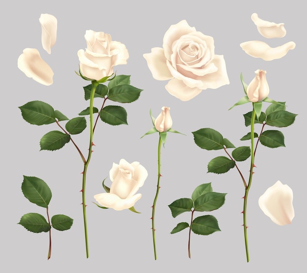 Lindas flores de rosas brancas florescendo e pétalas realistas conjunto isolado ilustração vetorial