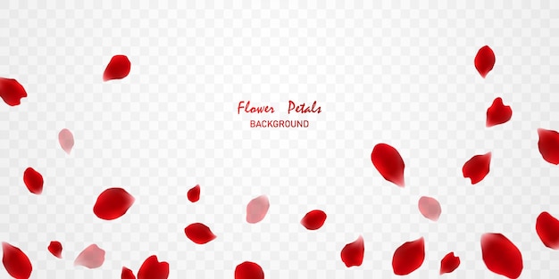Vetor lindas pétalas de rosa vermelha ilustração em vetor virtual
