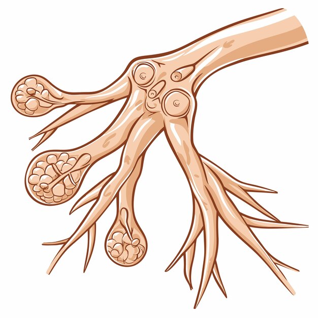 Vetor linfa_nodes_of_female_armpit_vector