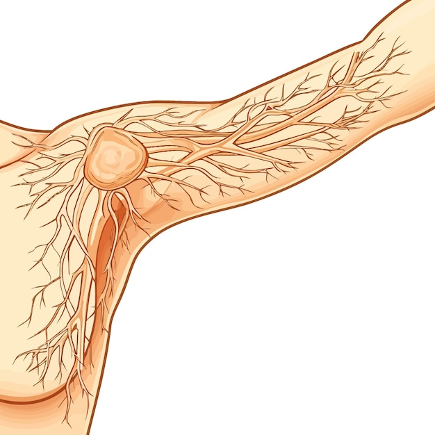 Vetor linfa_nodes_of_female_armpit_vector