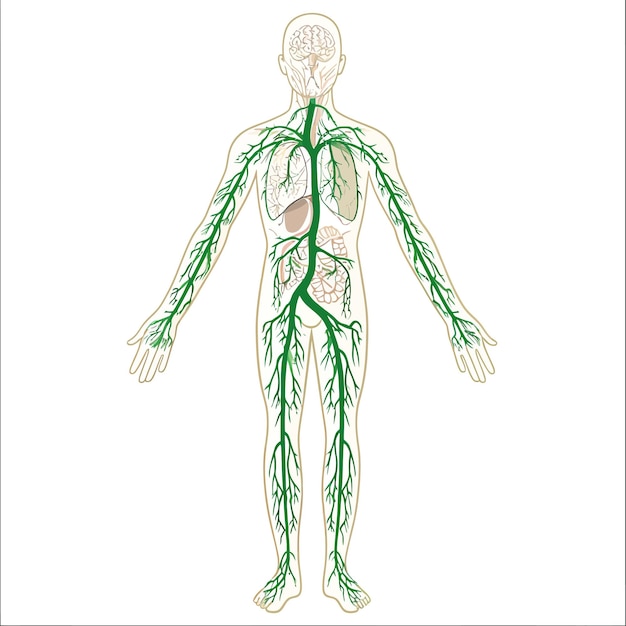 Vetor linfático_sistema_vetor_ilustração