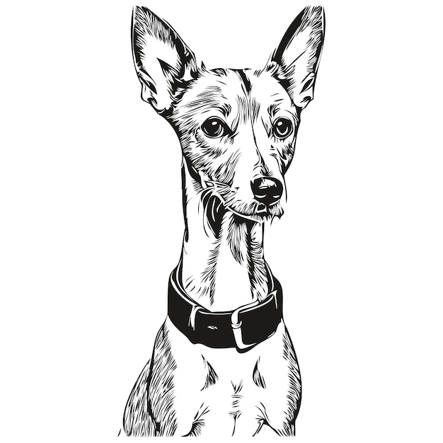 Vetor linha de cabeça de cachorro galgo italiano desenho vetorial ilustração desenhada à mão com fundo transparente