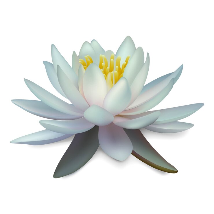 Vetor lírio d'água. ilustração isolada de lótus branco.