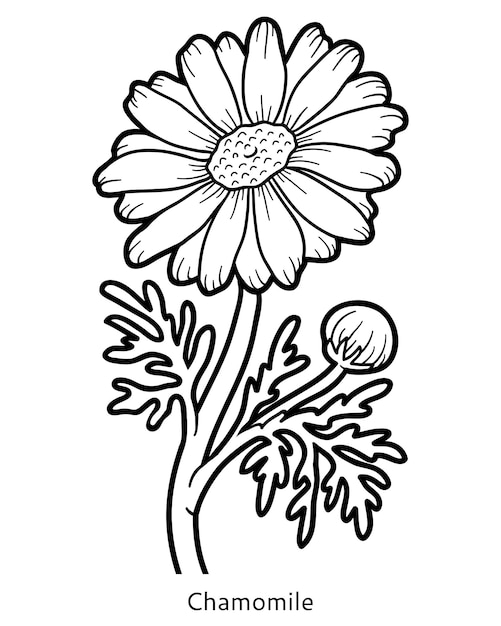 25 Desenhos de Flores para Pintar/Colorir: Imprimir ou Online