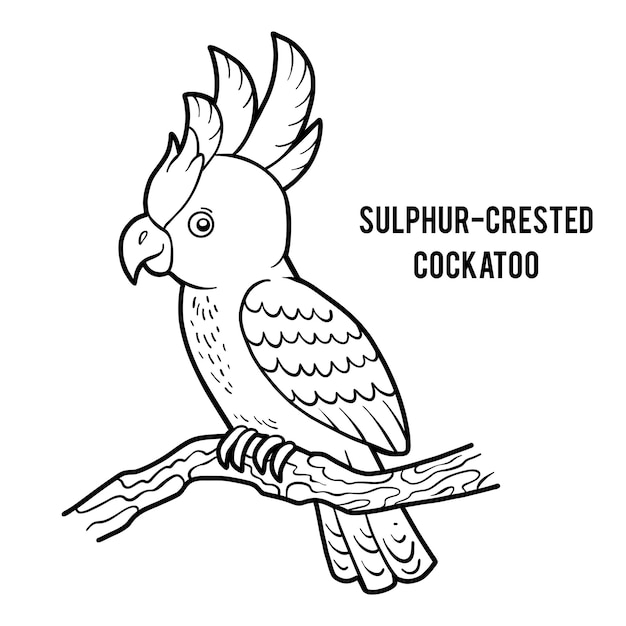 Livro de colorir para crianças pássaro cacatua sulphurcrested