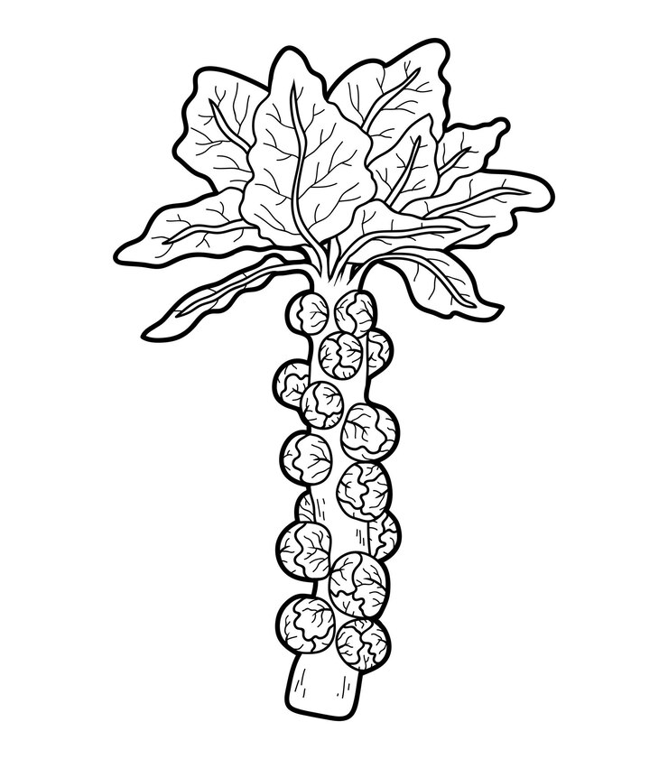 Vetor livro de colorir para crianças, vegetais, couve de bruxelas