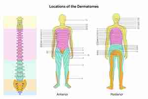 Vetor localização dos dermatomas principais dermatomas e nervos cutâneos vista anterior e posterior