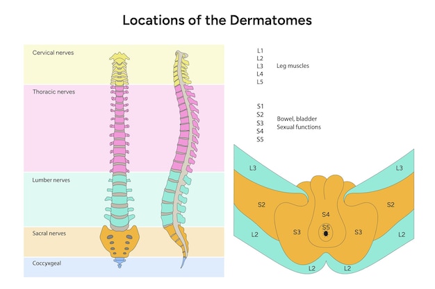 Localizações dos dermatomas medula espinhal