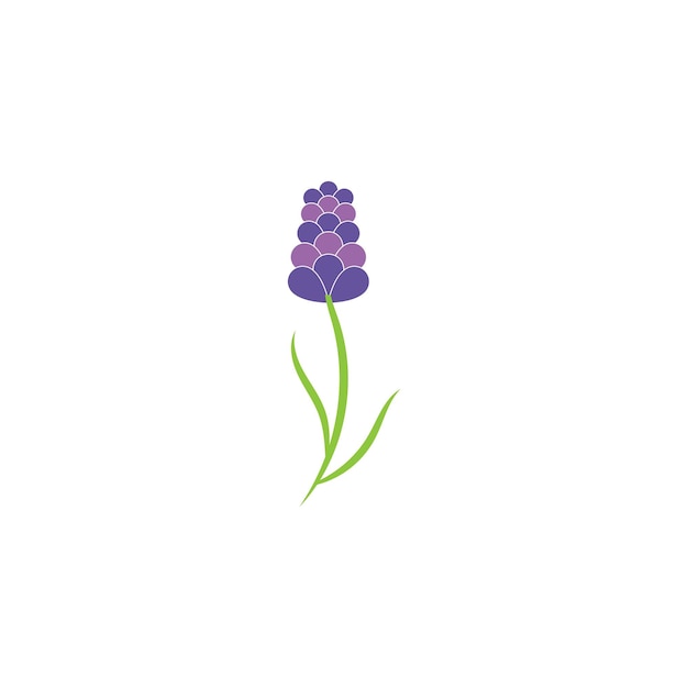 Logotipo de lavanda e modelo vetorial