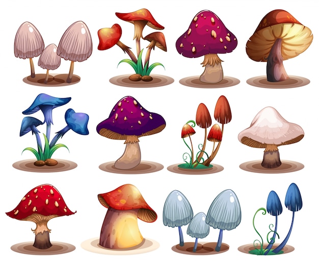 Vetor m ushroom set