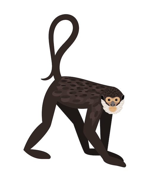 Macaco-aranha png