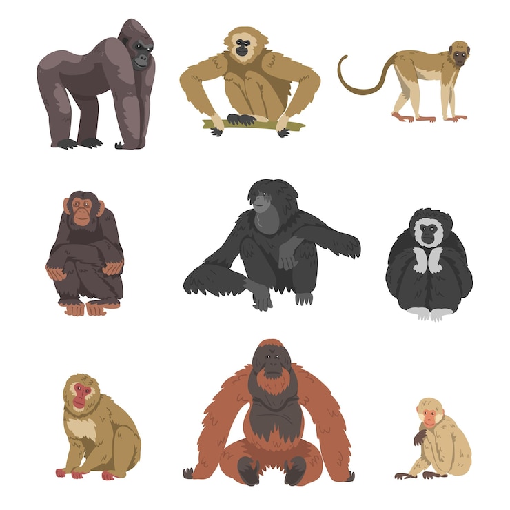 Vetor macaco como primata arbóreo e conjunto de vetores de mamíferos símios