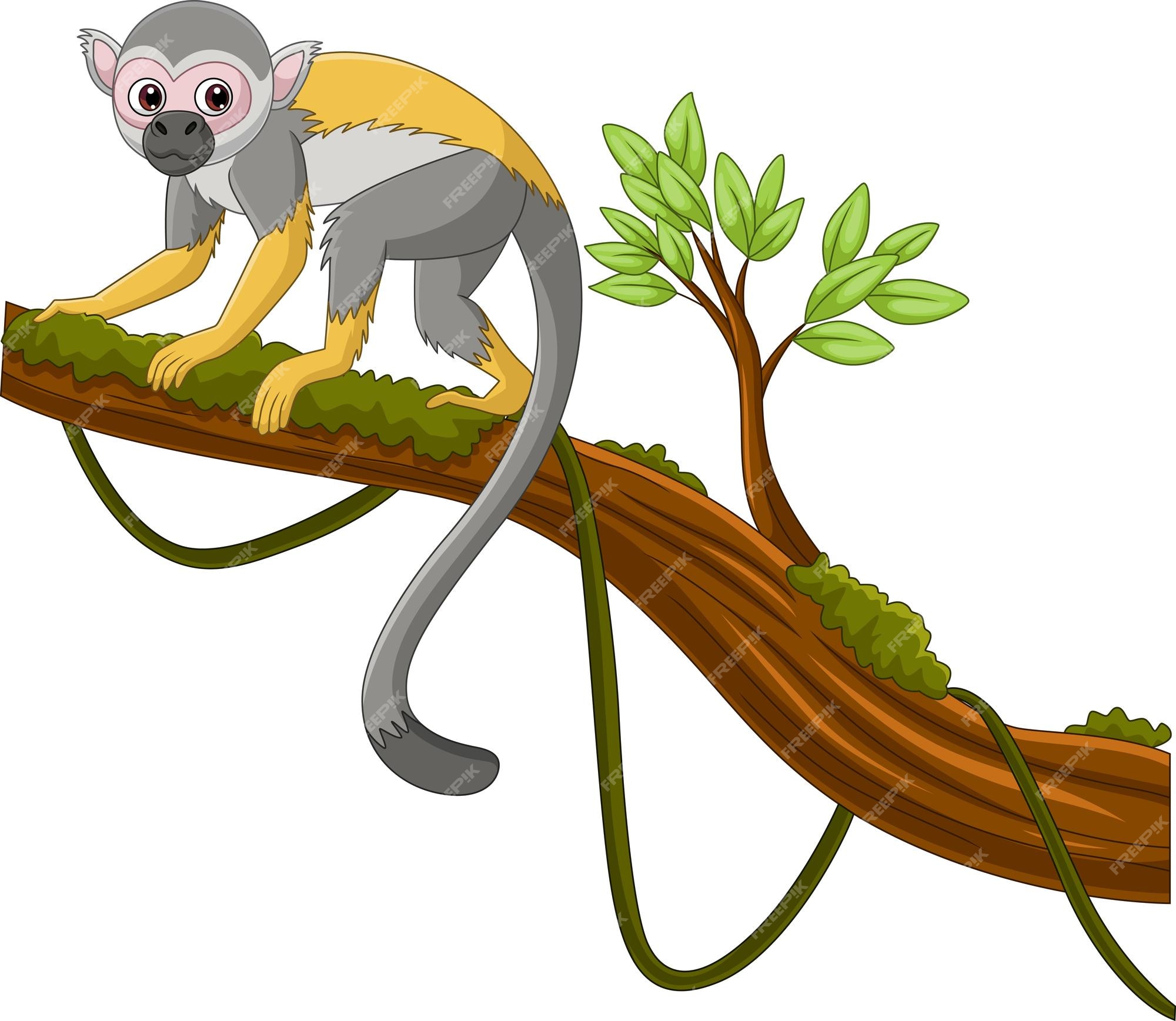 123 Macaco Prego Fotos, Imagens e Fundo para Download Gratuito - Pngtree