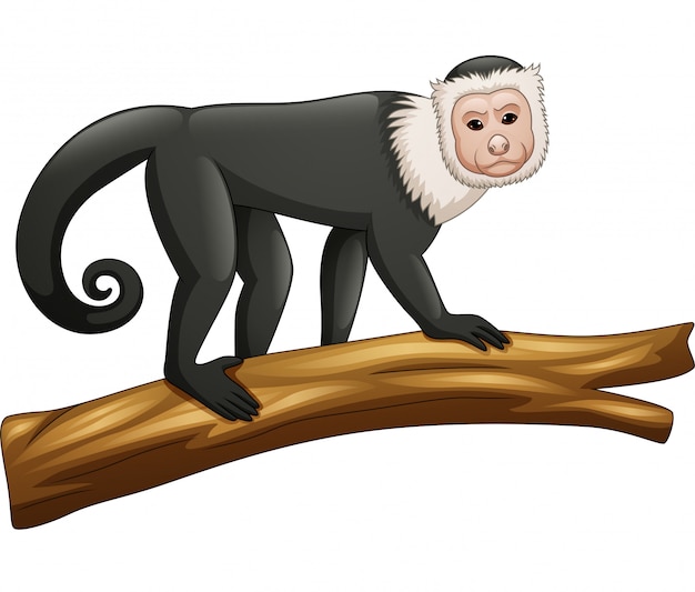Vetores e ilustrações de Macaco galho png para download gratuito