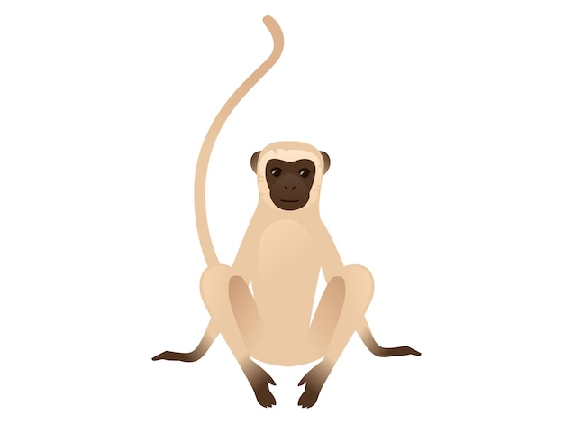 Macaco vervet bonito sentado no chão macaco bege com rosto marrom desenho animal desenho ilustração vetorial plana isolada no fundo branco