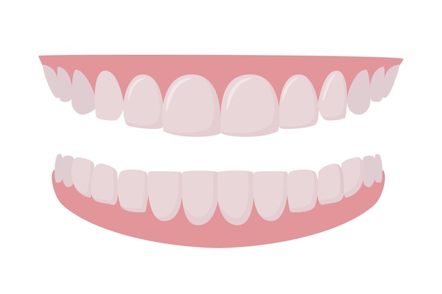 Mandíbulas superiores e inferiores Dentaduras ou dentes falsos projeto vetorial realista de ortodontia