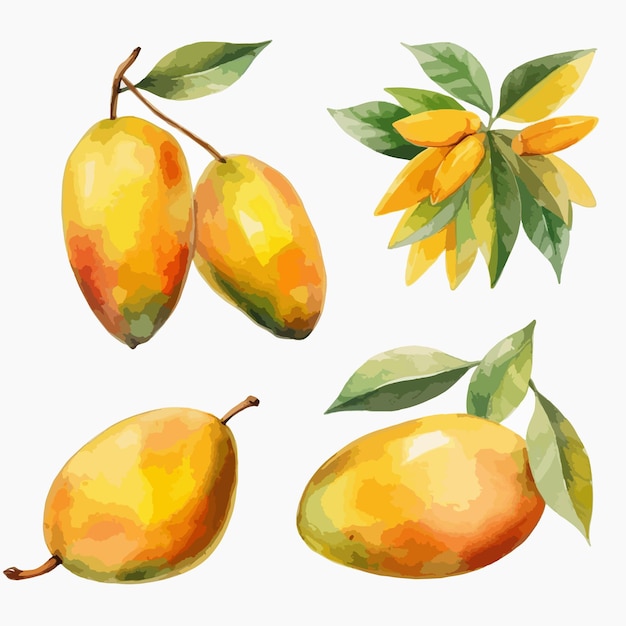 Mango em uma deliciosa representação em aquarela