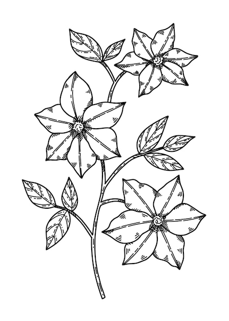 Mão de ilustração vetorial clematis desenhada no estilo de esboço