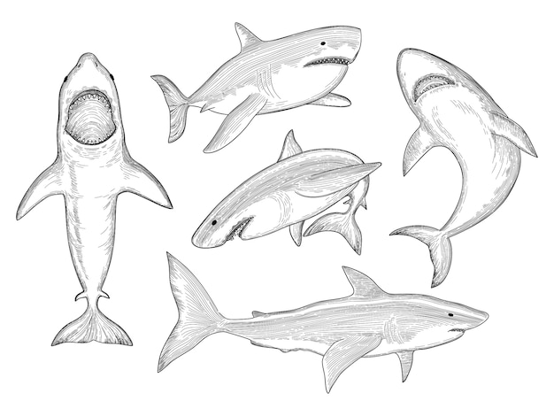 Mão de tubarão desenhada. criatura aquática que flui peixe grande monstro com coleção de desenho de boca