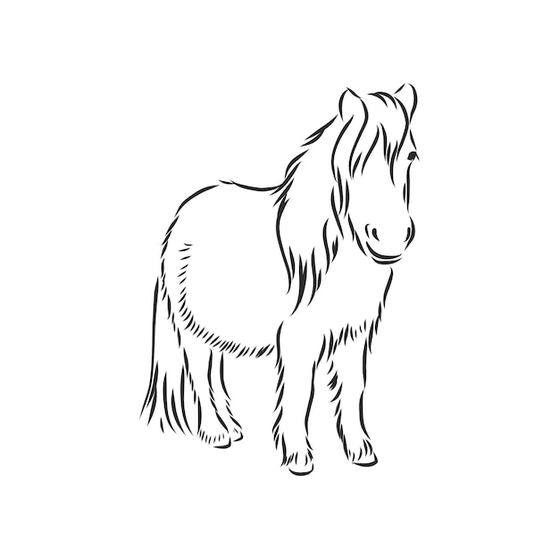 Mão de vetor desenhando pônei isolado no fundo branco, cavalo pônei, ilustração de desenho vetorial