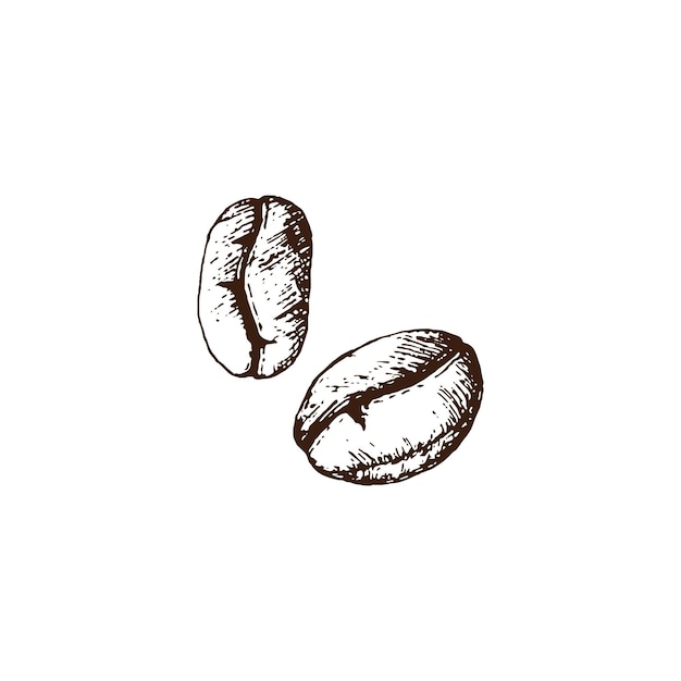 Vetor mão desenhada 2 grãos de café por ilustração vetorial grãos de café para decoração em uma cafeteria lápis desenhado em estilo vintage gravura separadamente em um fundo branco