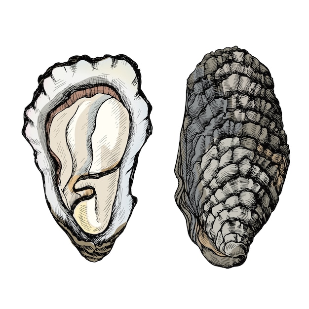 Mão desenhada bivalve de água salgada de ostra