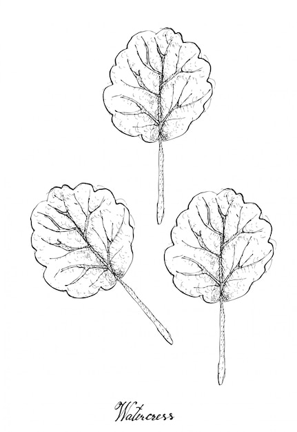 Mão desenhada de agrião no fundo branco