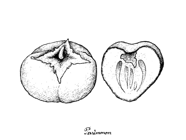 Mão desenhada de caqui ou caqui na