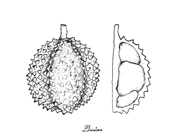 Mão desenhada de durian maduro