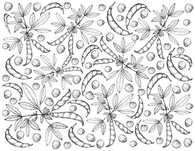 Mão desenhada de ervilha de pombo e cajanus cajan plantas fundo