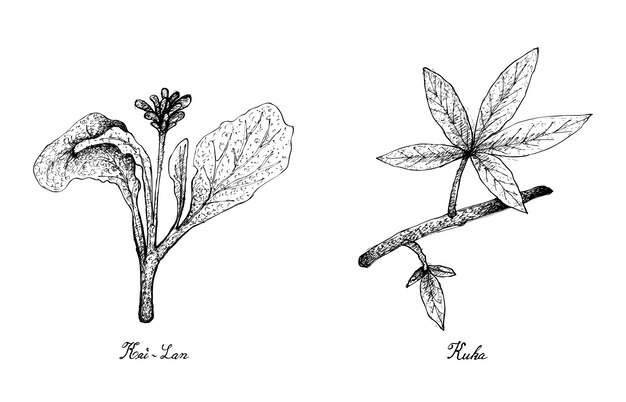 Vetor mão desenhada de folhas de kai lan e kuka