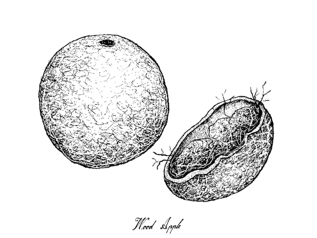 Mão desenhada de madeira maçã