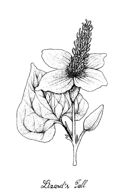 Mão desenhada de planta de cauda de lagarto no fundo branco