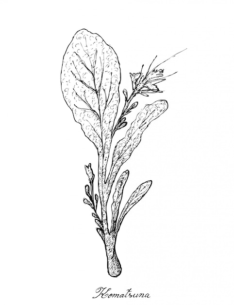 Mão desenhada de plantas de komatsuna em fundo branco