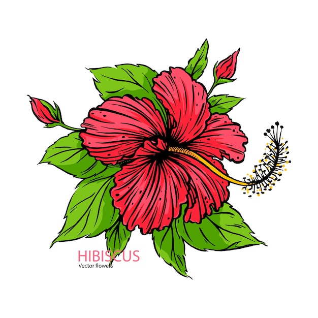 Mão desenhada flor de hibisco realista.