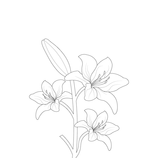 Vetor mão desenhada flor de lírio para colorir página linha arte ilustração