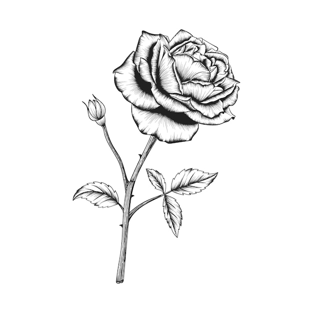 Vetor mão desenhada flor rosa e folhas desenho ilustração isolado no branco.