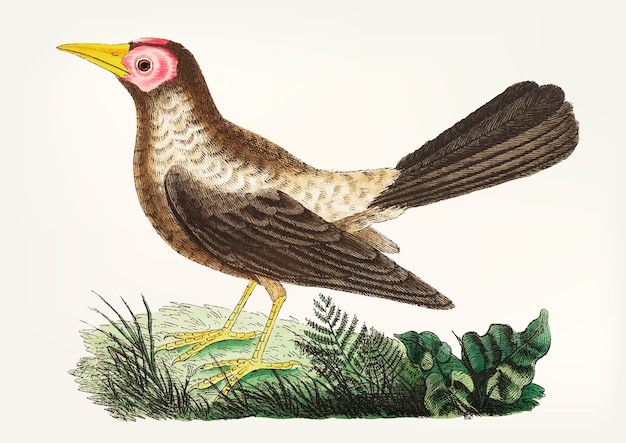 Mão desenhada grackle