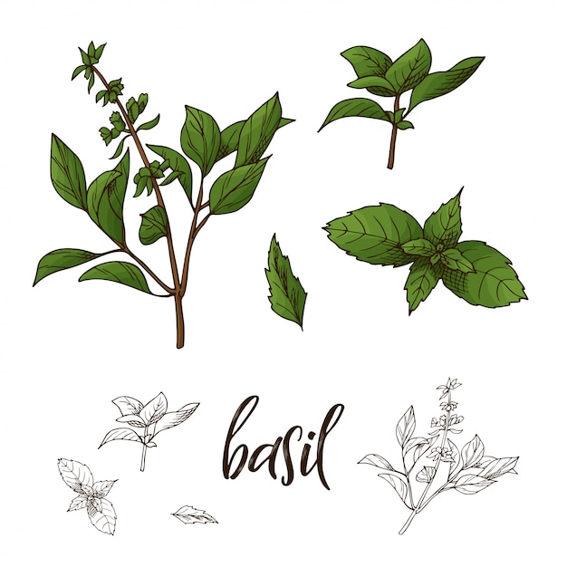 Mão desenhada ilustração de erva manjericão