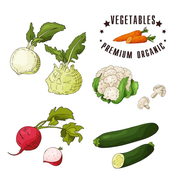 Mão desenhada ilustração vegetariana