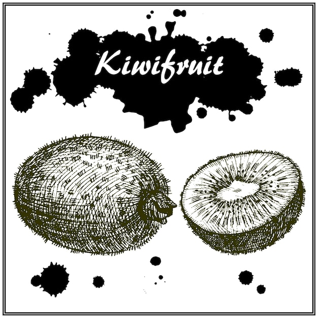 Vetor mão desenhada kiwi. frutas tropicais do verão. contorno de lápis artístico fino. estilo plano de tinta vintage, esboços de doodle simples gravados