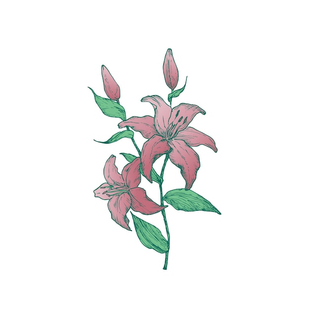 Mão desenhada lilly flor ilustração vetorial de cor verde caule e folhas com botões cor-de-rosa abstrato flor esboço folhagem botânica gravura estilo desenho isolado