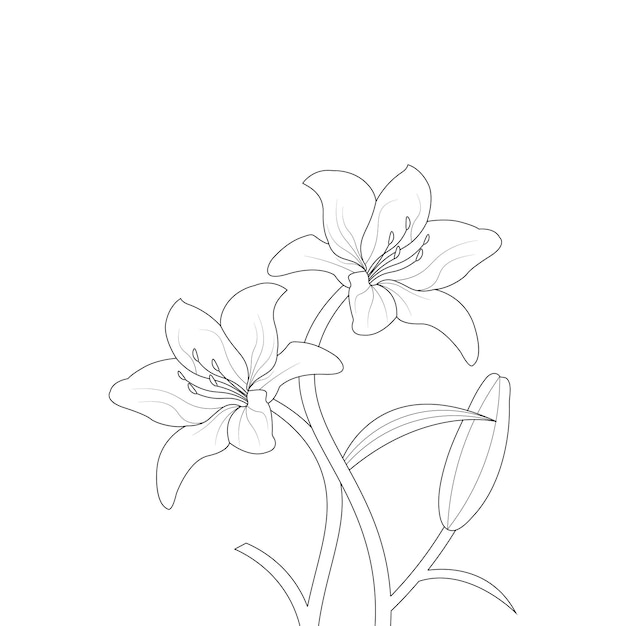 Vetor mão desenhada linda flor de lírio para colorir página linha arte ilustração